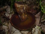 Boletus erythropus image