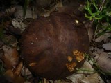 Boletus erythropus image