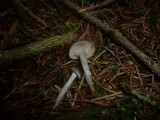 Clitocybe ditopa image