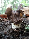 Helvella maculata image