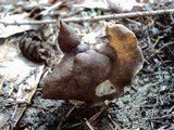 Helvella maculata image