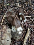 Helvella maculata image