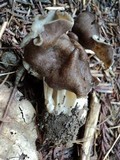 Helvella maculata image