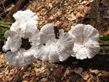 Poronidulus conchifer image