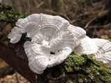 Poronidulus conchifer image