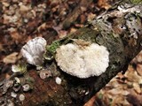 Poronidulus conchifer image