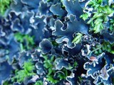 Peltigera hymenina image
