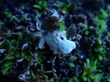 Peltigera hymenina image