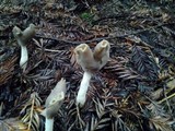 Helvella compressa image