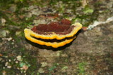 Phellinus gilvus image