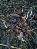 Helvella compressa image