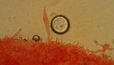 Mycena sanguinolenta image