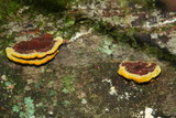 Phellinus gilvus image