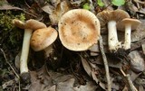 Inocybe praecox image