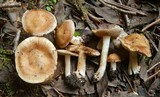 Inocybe praecox image