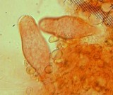 Inocybe praecox image