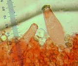 Inocybe praecox image
