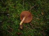 Cortinarius cinnamomeus image