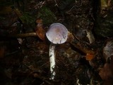 Cortinarius croceocaeruleus image