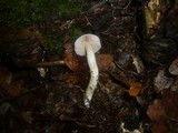 Cortinarius croceocaeruleus image