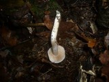 Cortinarius croceocaeruleus image