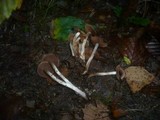 Cortinarius decipiens image