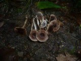 Cortinarius decipiens image