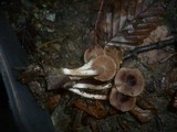 Cortinarius decipiens image