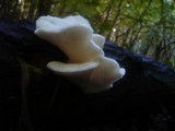 Hericium cirrhatum image