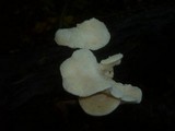 Hericium cirrhatum image
