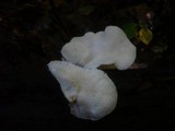 Hericium cirrhatum image