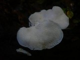 Hericium cirrhatum image