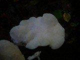 Hericium cirrhatum image