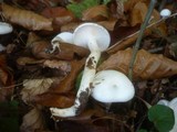 Hygrophorus eburneus image