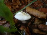 Hygrophorus eburneus image