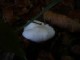 Hygrophorus eburneus image