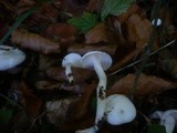 Hygrophorus eburneus image