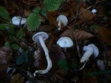 Hygrophorus eburneus image
