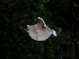 Hygrophorus pustulatus image