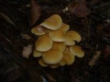 Hypholoma capnoides image