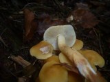 Hypholoma capnoides image