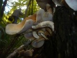 Hypholoma capnoides image