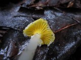 Hygrocybe flavifolia image