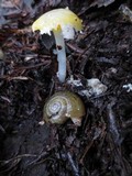 Hygrocybe flavifolia image