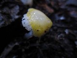 Hygrocybe flavifolia image