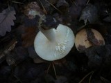 Lactarius chrysorrheus image