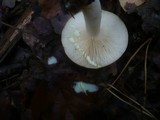 Lactarius chrysorrheus image