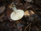 Lactarius chrysorrheus image