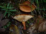 Lactarius fulvissimus image