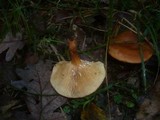 Lactarius fulvissimus image